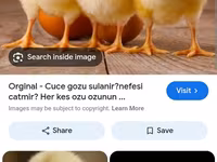 Chickens — foto 1