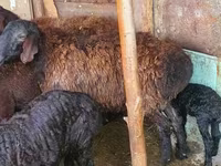Ram, Sheep — photo 1