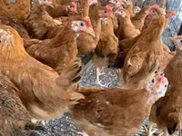 Chickens — Foto 2