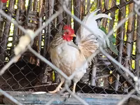 Chickens — फ़ोटो 2