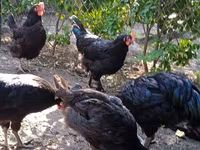 Chickens — photo 1