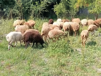 Qoç, Qoyunlar — foto 4