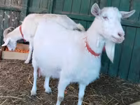 Dişi keçi, Pomellata goat — foto 2