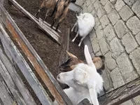 Dişi keçi, Saanen goat — foto 6