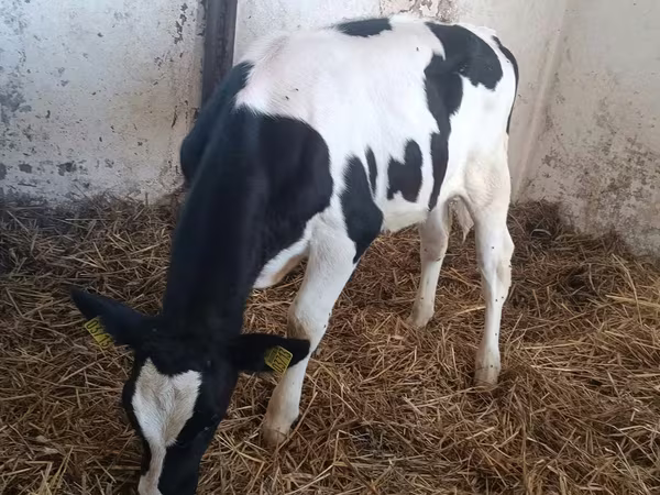 İnək, Russian Black pied cattle