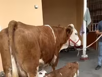母牛, Red-spotted breed — 照片 6