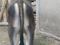 بقرة, Swiss cattle — الصورة 2