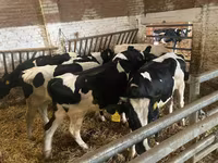 بقرة, Russian Black pied cattle — الصورة 5