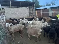 Qoç, Qoyunlar — foto 6