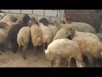 Qoç, Qoyunlar — foto 1