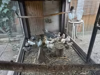 Holenderski bantam — zdjęcie 1