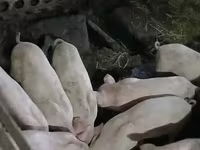 Säue, Schweine — Foto 1