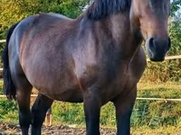 Caballo, Međimurje horse — foto 5