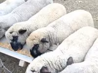 Qoʻchqor, Shroshire sheep — 1-rasm