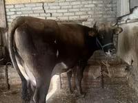 İnək, Mal-qara — foto 2