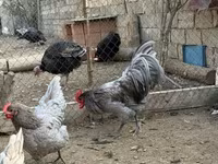 Chickens — photo 3