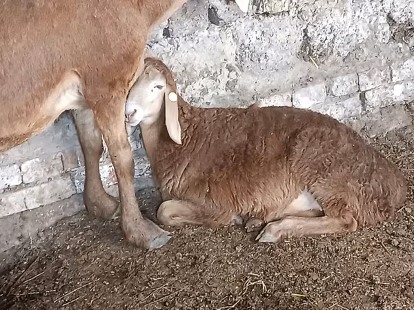 Ovce, Ovce