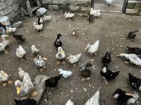 Ducks — foto 1