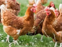 Chickens — foto 1