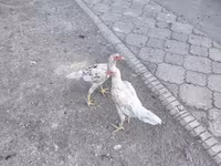 Gallinas Shamo — foto 8