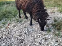 Owca, Ouessant sheep — zdjęcie 5