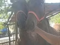 At, Furioso-North Star — foto 2