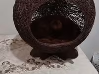 Ev heyvanları üçün dekorativ yuva/evcik - Material: tünd qəhvəyi — 照片 1