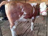 Cow, Simmental cattle — photo 1