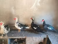 Domestic Muscovy — photo 2