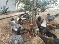 Ducks — الصورة 2