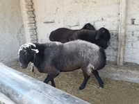 Baran, Edilbay sheep — zdjęcie 2