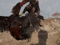 Chickens — photo 2