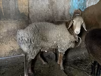 Qoç, Rhon sheep — foto 5