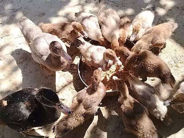 Domestic Muscovy — Azerbaijan