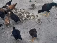 Chickens — photo 3