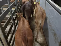 Vaca, Ganado vacuno — foto 2
