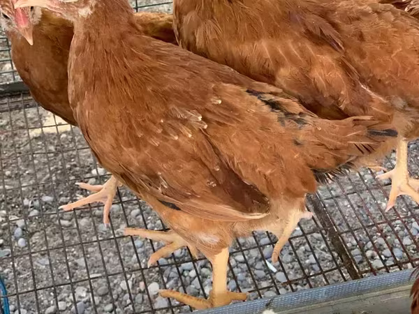 Chickens