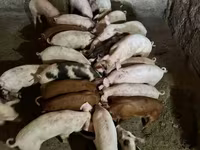 Eber, Schweine — Foto 2