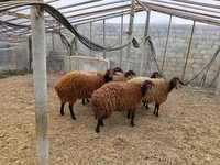 Qoyun, Qoyunlar — foto 6