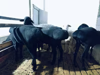 Beran, Hissar sheep — foto 3