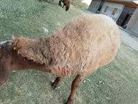 Sheep (batch, sex not specified), Arashan sheep — photo 3