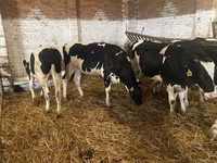 Vaca, Russian Black pied cattle — foto 3