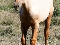 Koń, Quarter Horse — zdjęcie 2