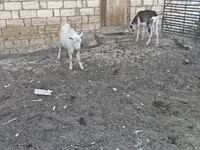 Dişi keçi, Keçilər — foto 7