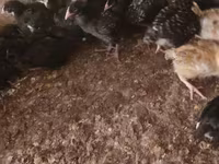 Chickens — photo 1