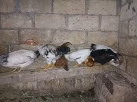 Chickens — photo 3
