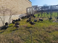 Turkeys — photo 2