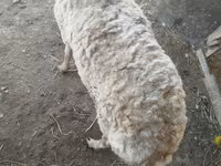Sheep, Sheep — photo 6