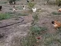 Chickens — foto 3