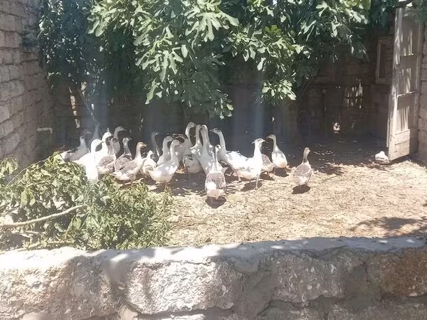 Geese — Azərbaycan